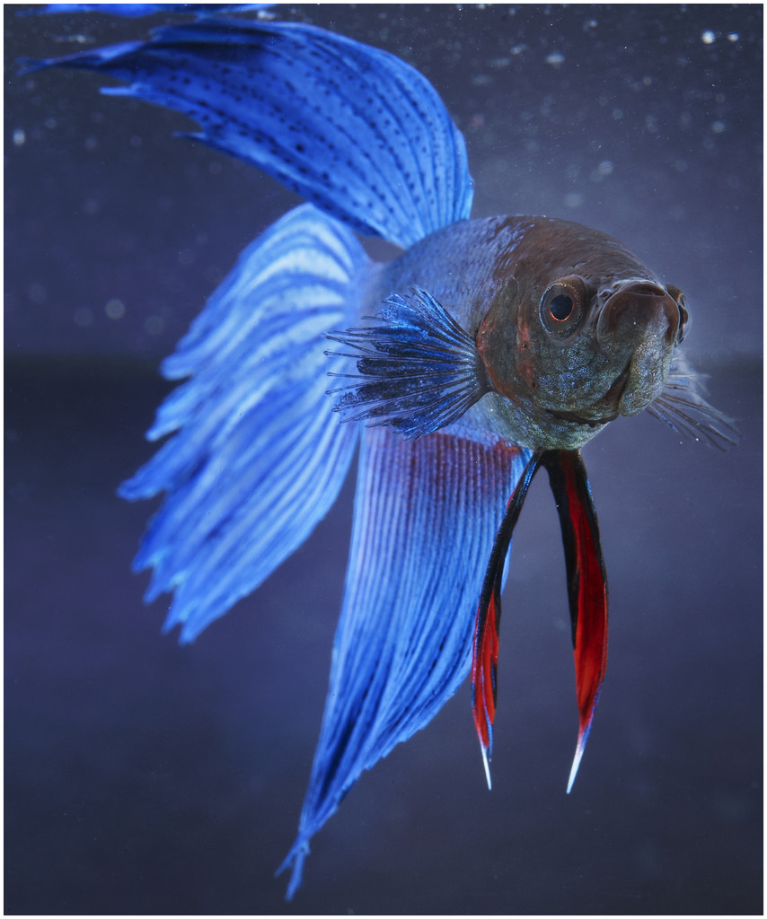 Blue Betta